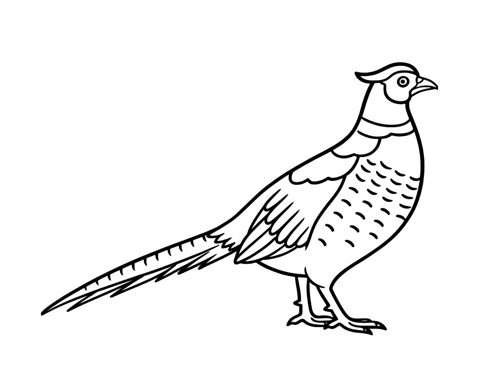 Bażant - kolorowanka do druku