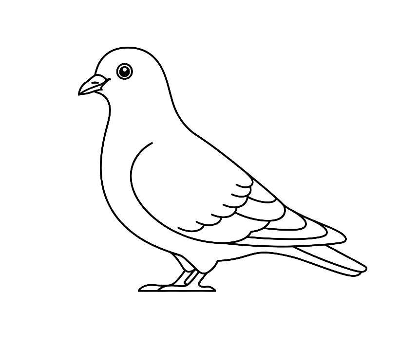 Gołąb - kolorowanka do druku