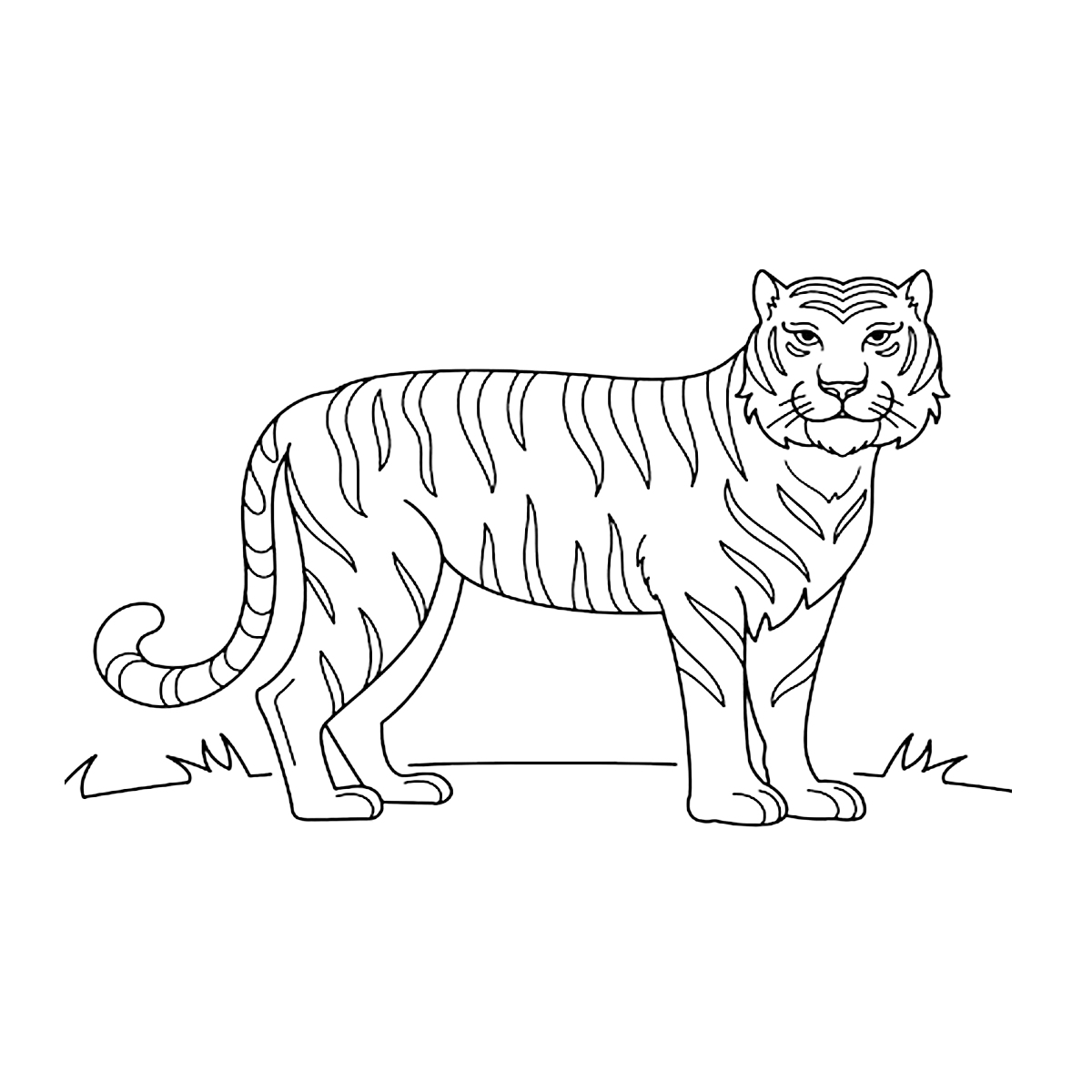 Tygrys - kolorowanka do druku