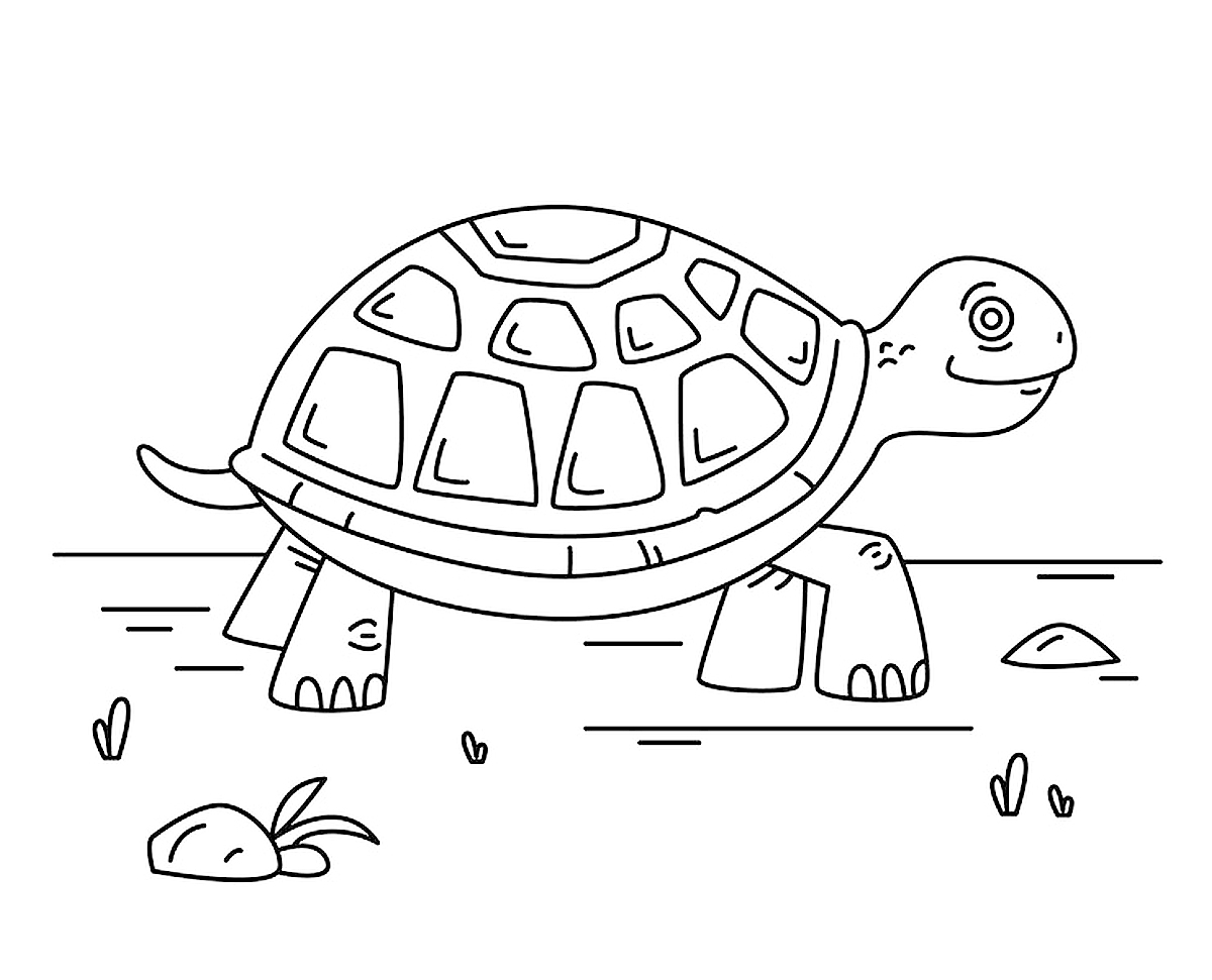 Żółw lądowy - kolorowanka do druku