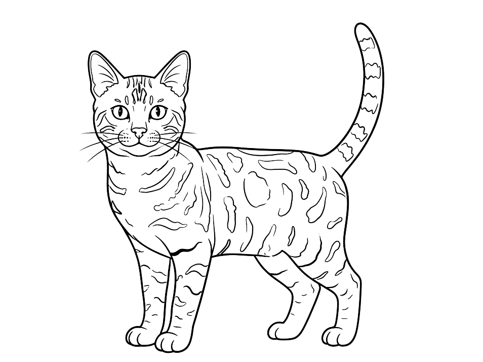 Kot bengalski - kolorowanka kota do druku
