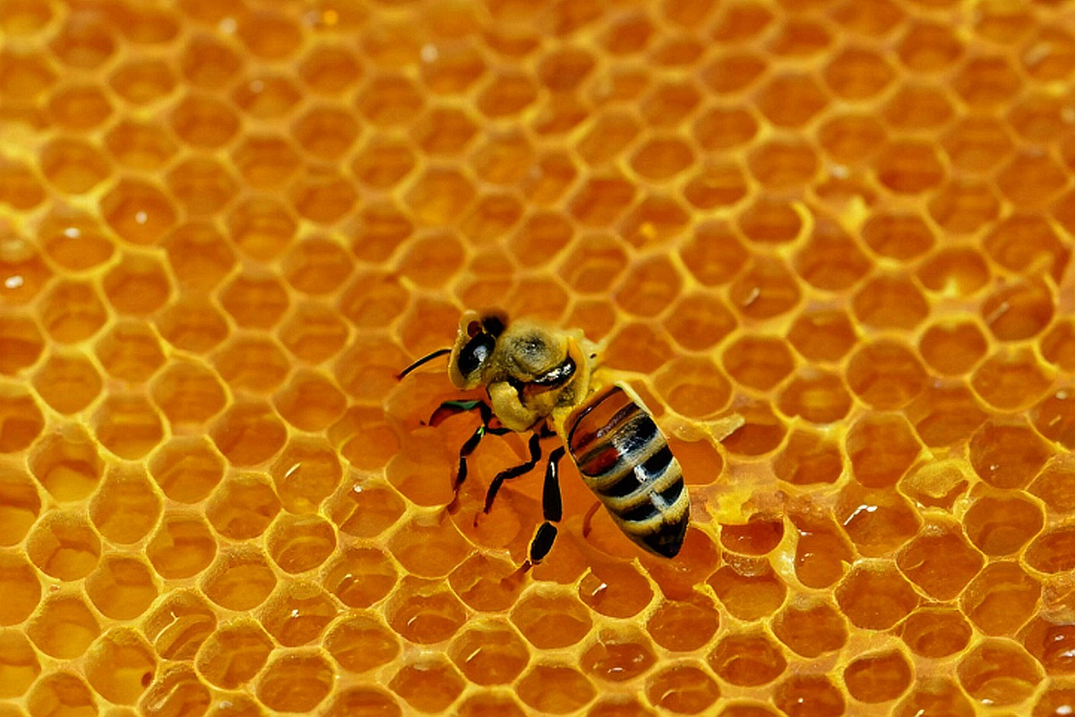 Pszczoły w ulu - kamera na żywo