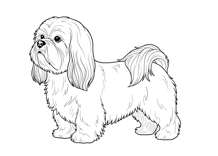 Shih tzu - kolorowanka psa do druku
