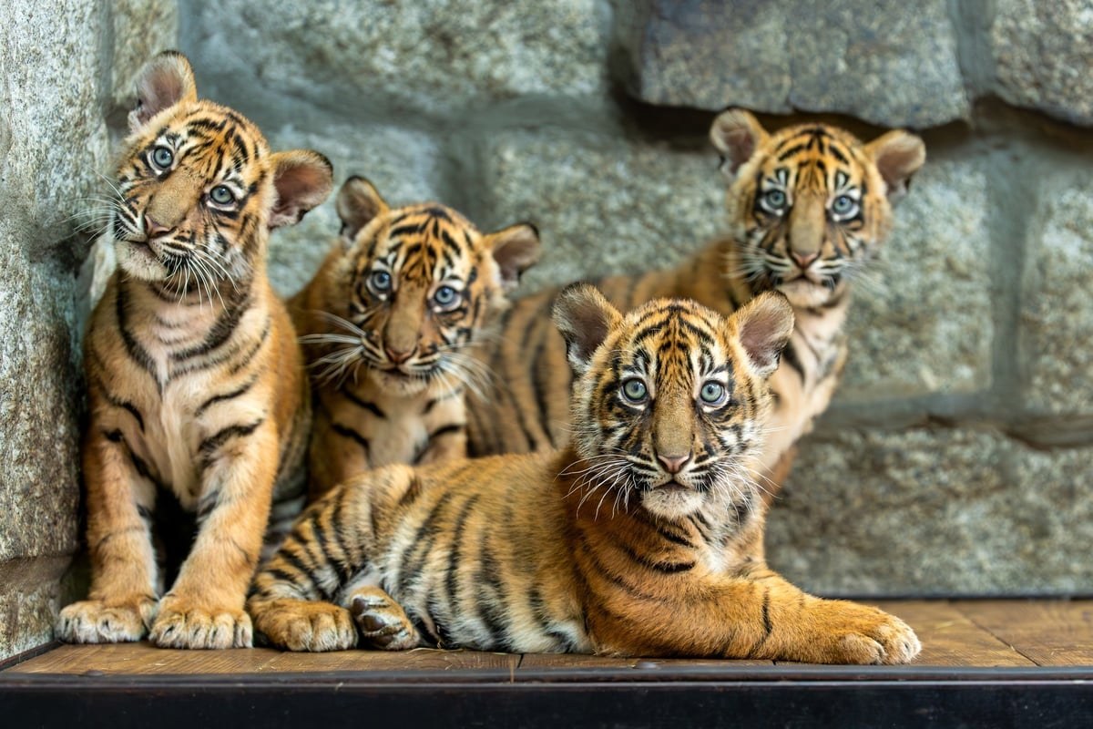 We wrocławskim zoo na świat przyszły 4 tygrysy sumatrzańskie